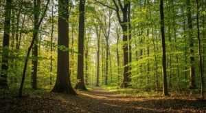 Forest trail through the Staten Island Greenbelt on a sunny spring day